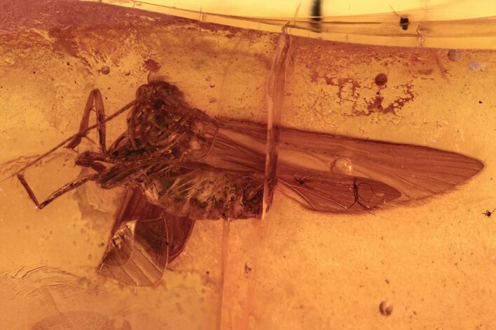 Fossil Winged Insect In Baltic Amber #272155